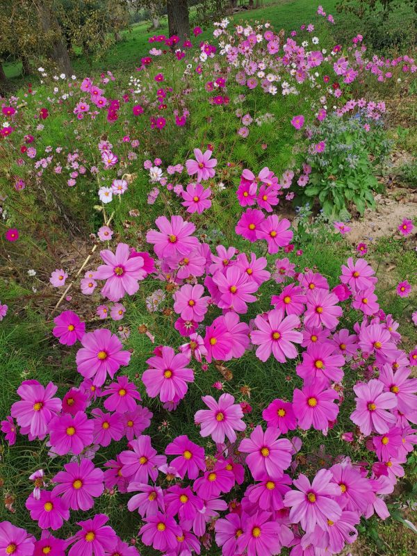 Cosmos Mix – lage variant (Cosmos Bipinnatus Sonata)