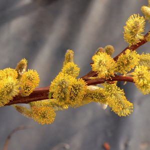 10 drakenwilgen (Salix Udensis Sekka)