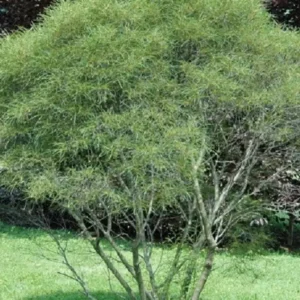 Fijnbladige bijenstruik (Rhamnus Frangula Aspleniifolia) in 4-liter pot, 1 m hoog (Afhaaldatum : 20/12/2025, 8-12u)