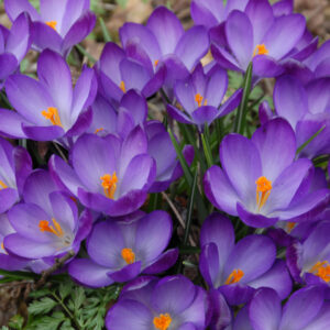 Paarse boerenkrokus (Crocus Tommasinianus Ruby Giant) - gratis verzending