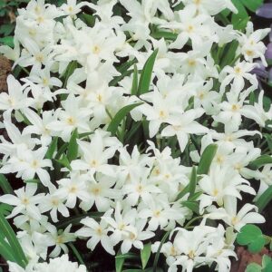 Sneeuwroem (Chionodoxa luciliae alba) - gratis verzending