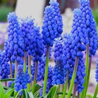 Blauwe druifjes (Muscari Armeniacum) - gratis verzending