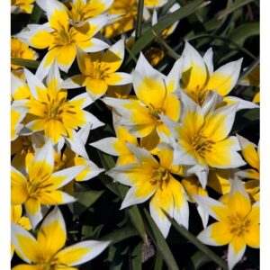 Botanische tulp 'Tarda' - gratis verzending