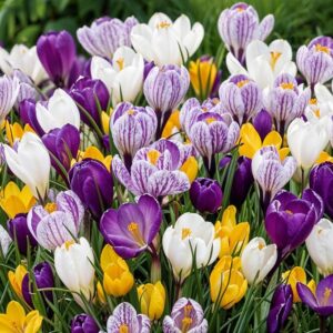 Grootbloemige krokussen gemengde kleuren - gratis verzending