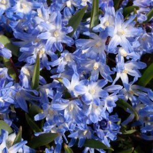 Sterhyacint (Scilla Siberica) - gratis verzending