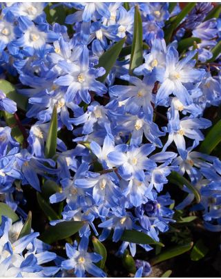 Sterhyacint (Scilla Siberica) - gratis verzending